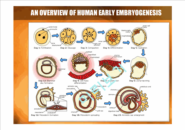 DEVELOPMENTAL BIOLOGY   (4 )